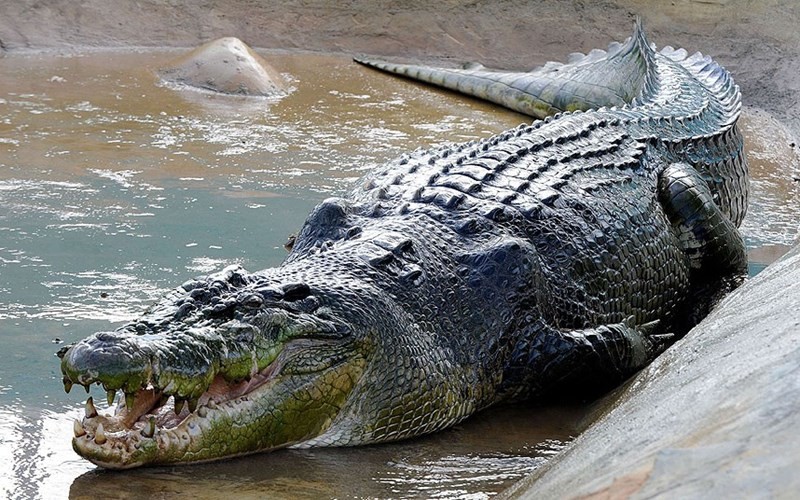 Cá sấu đực Lolong là con cá sấu to nhất thế giới với cân nặng 1.075kg và dài 6,4m. Nó được bắt ở thị trấn Bunawan, tỉnh Agusan del Sur, Philippines. Phải mất 3 tuần người ta mới tóm được Lolong và mất khoảng 100 người để đưa con cá sấu khổng lồ này vào đất liền.